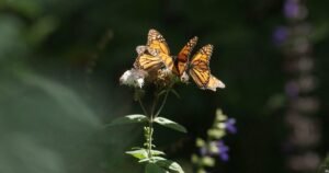 Inside the monarch butterfly migration mystery: flying to Mexico from Canada, the U.S.