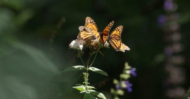 Monarch butterfly super generation migrates thousands of miles | 60 Minutes