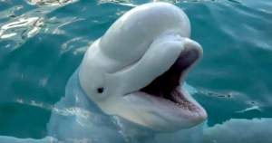 Massive effort to save beluga whales who were at risk of being euthanized