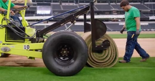 Pitch perfect: Developing natural grass for the World Cup