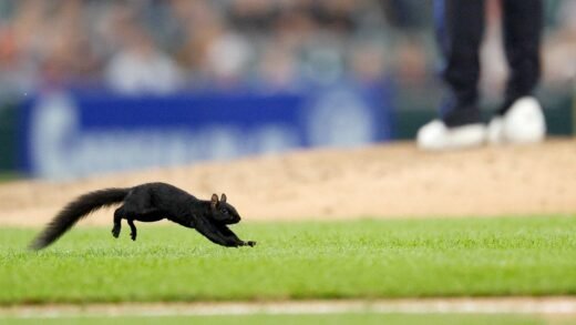 Orioles outfielder Leody Taveras tries to catch Comerica Park squirrel