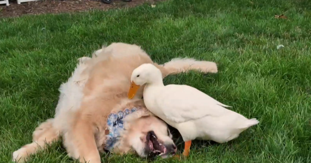 How a duck’s friendship helped a New York family’s golden retriever overcome health issues: “She started smiling again”