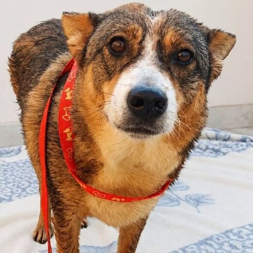 Blind dog with unusual tactic to avoid bumping into walls is desperate for home
