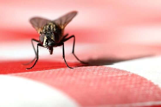 Flies will flee kitchens if 16p item is baked in oven