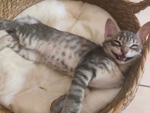 'Unwanted' kitten rescued from impossible spot needs family to love