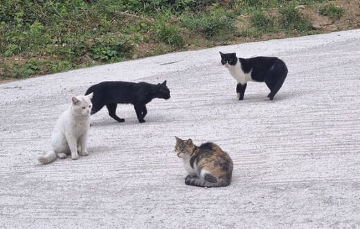 Vet names 'most aggressive' breed of cat and it's not orange ones