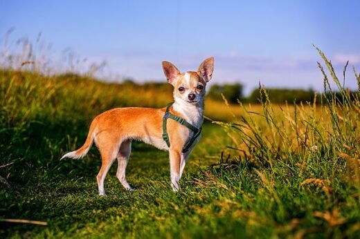 One symptom all dog owners need to look out for in August