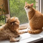 Millions of dogs and cats are at risk if owners do not do 30 second task this week