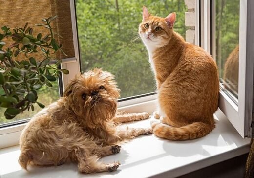 Millions of dogs and cats are at risk if owners do not do 30 second task this week