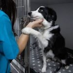 Vet urges people to do 4 crucial checks before adopting a dog