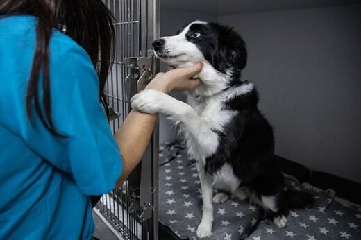 Vet urges people to do 4 crucial checks before adopting a dog
