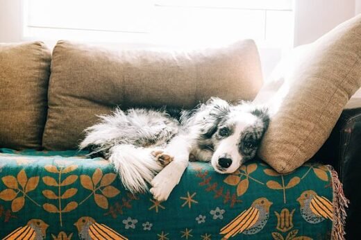 'I'm a vet and there are 5 things I'd never do with my dog'