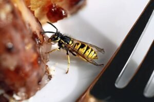 Keep wasps away from your food with 16p kitchen staple hack Greece swears by