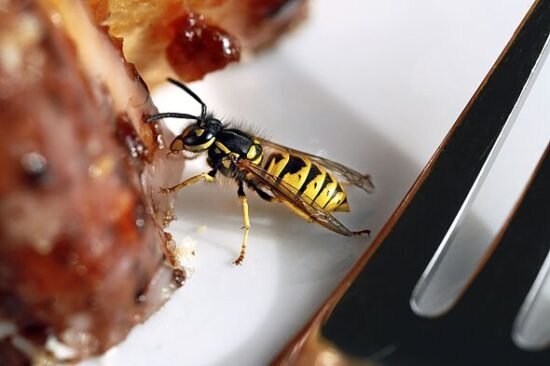Keep wasps away from your food with 16p kitchen staple hack Greece swears by