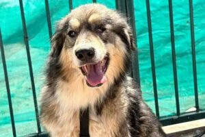 One-eyed dog finally gets adopted, only to be rejected for being 'too ugly'