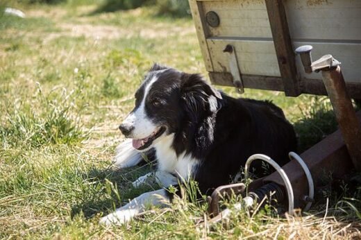 10 simple ways to keep your dog cool as UK temperatures hit 37°C