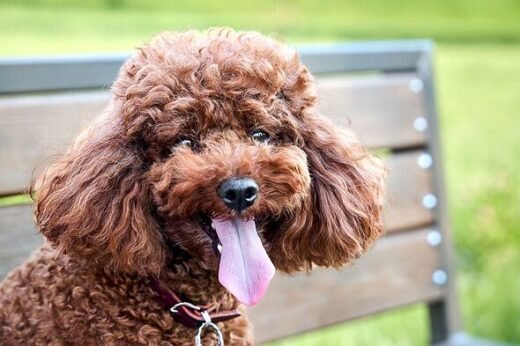 One key sign your dog has heatstroke that could save its life