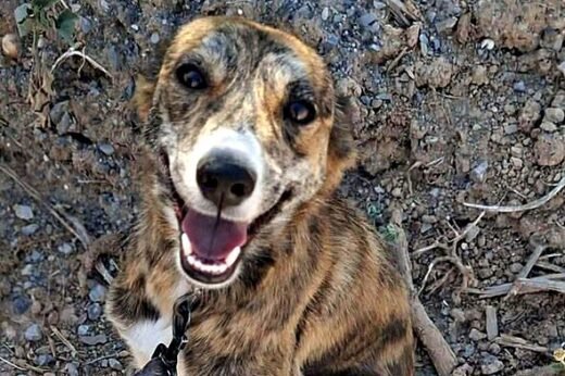 Heartbreak as abused dog found running alone with heavy chain around neck