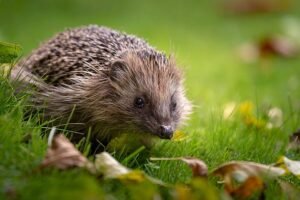 What to feed hedgehogs to attract them to your garden this summer