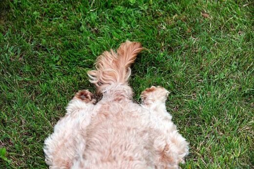 Not to cover mess – dogs kick grass after pooing for key reason