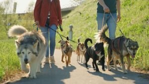 I’m a dog expert and these are the 3 breeds I would never own – 1 is more cat than dog