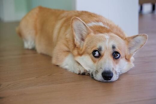 'We tested out method to ease dog's separation anxiety and can't believe it worked'