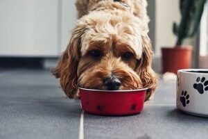 Premium dog food recalled as pets develop serious eye issues