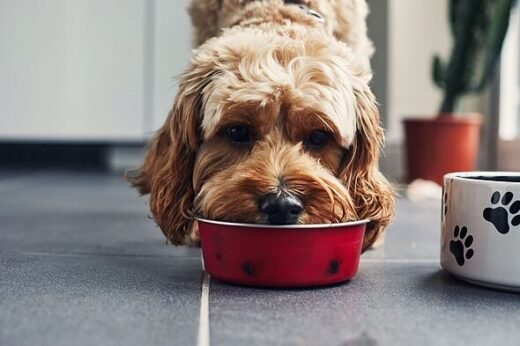 Premium dog food recalled as pets develop serious eye issues