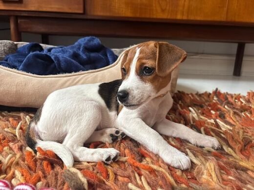 Heartbreak as tiny blind puppy waits for someone to give her a chance