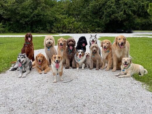 5 'incredibly intelligent' dog breeds ranked and that are easier to teach