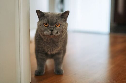 Top 7 cats breeds who suffer from being left alone — signs of anxiety