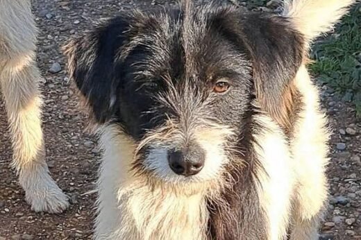 Dog who is 'part panda' desperate for new home after tragic start to life