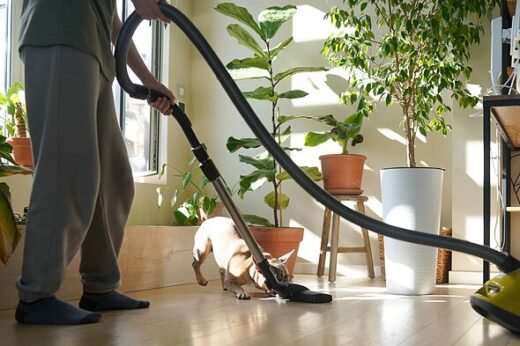 Dogs Trust warns against common method to 'cure' dog's fear of vacuums