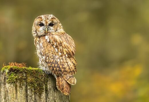 UK owl sanctuary run by 87-year-old to close after complaints