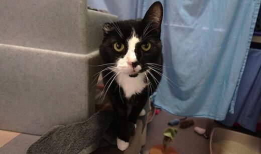 Loving cat with one ear is obsessed with humans – but nobody wants to adopt him