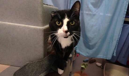 Loving cat with one ear is obsessed with humans – but nobody wants to adopt him
