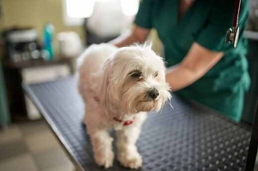 Vet explains heartbreaking decision no pet owner ever wants to make
