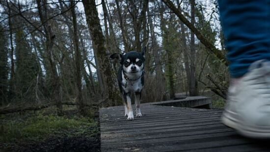 Vet settles debate on how many times you should walk your dog each day