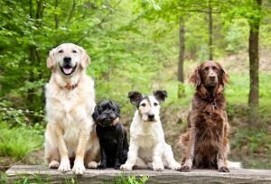 The 10 most expensive dog breeds in 2026 – full list