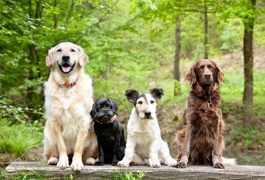 The 10 most expensive dog breeds in 2026 – full list