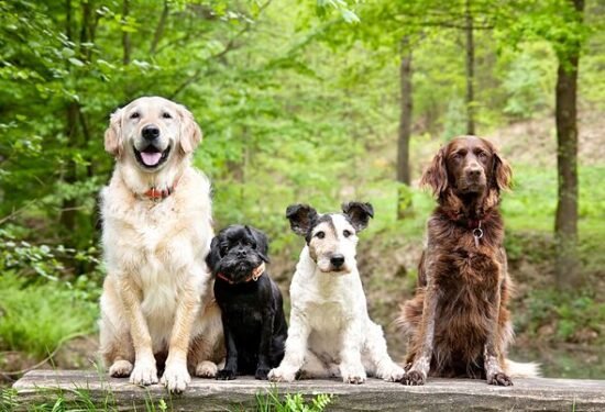 The 10 most expensive dog breeds in 2026 – full list