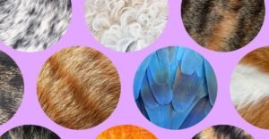 The Verge Guide to Pets
