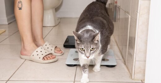 My big, fat, technophobic cat