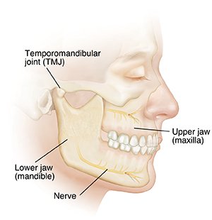 Understanding Jaw (Orthognathic) Anatomy and Problems
