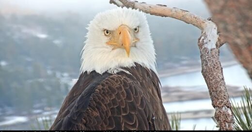 Big Bear bald eagle Jackie dies after health “continued to deteriorate,” California veterinary center says