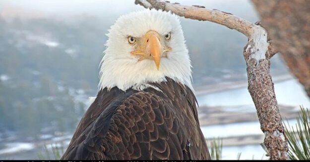 Big Bear bald eagle Jackie dies after health “continued to deteriorate,” California veterinary center says