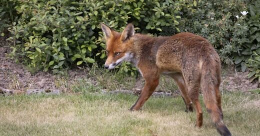 Foxes will visit your garden if you place 1 item outside in August