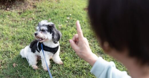 Dog owner with 7 pets shares training mistake ‘everyone seems to make’