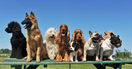 Vet reveals popular dog breed ‘bred to be anxious’ new owners should avoid