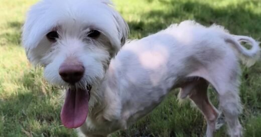 Abandoned dog with three legs left for dead but has heartbreaking wish